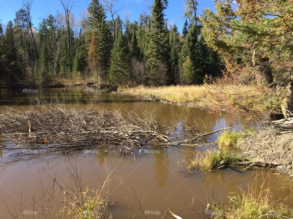 Muddy waters and a beaver dam, fall colors and golf grass, evergreens, and a blue sky 