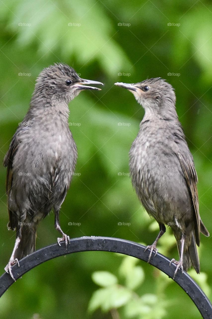 Are you my brother?  Two baby starlings seemingly having a conversation 