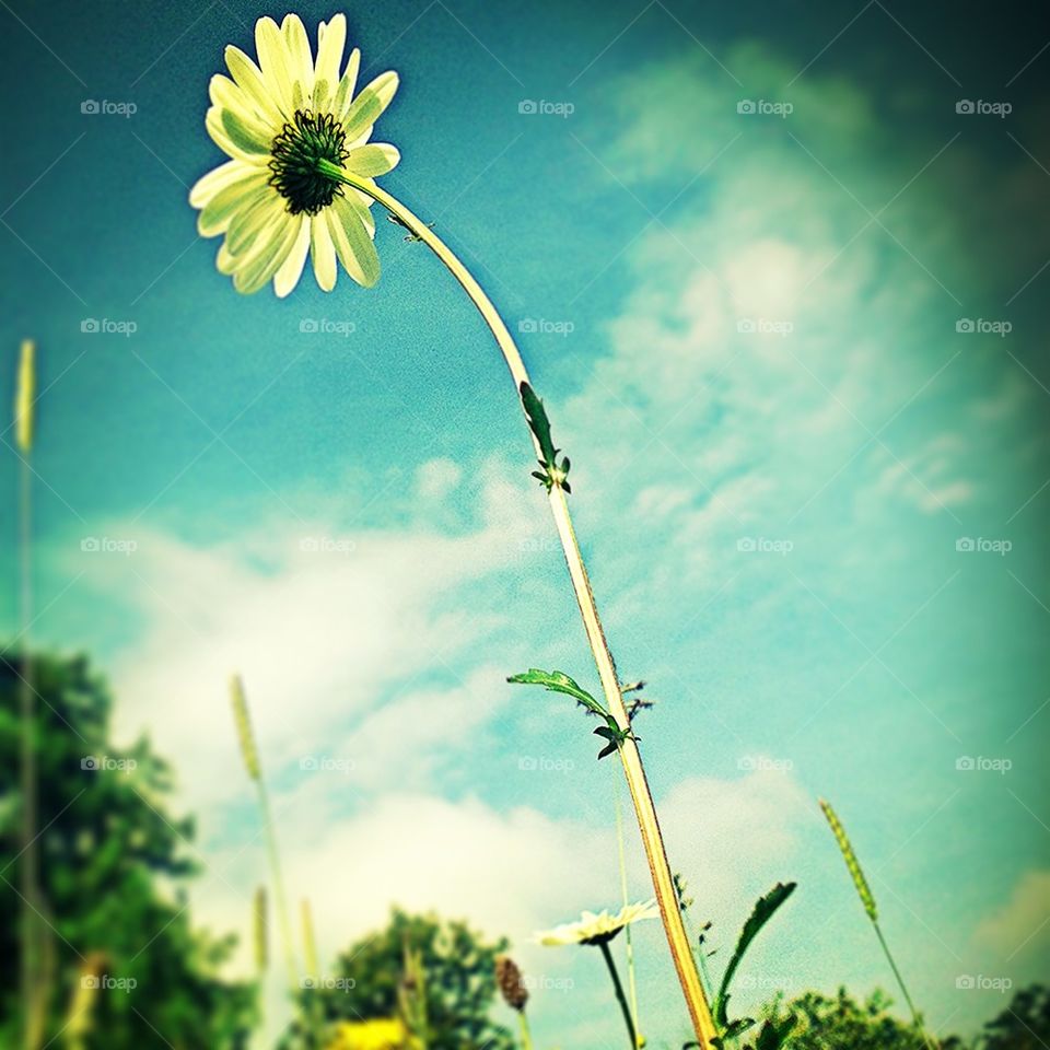 Tall daisy