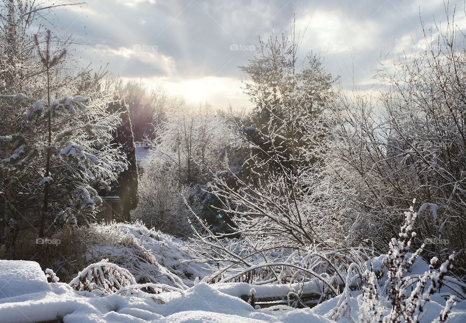 Sunny Winter day