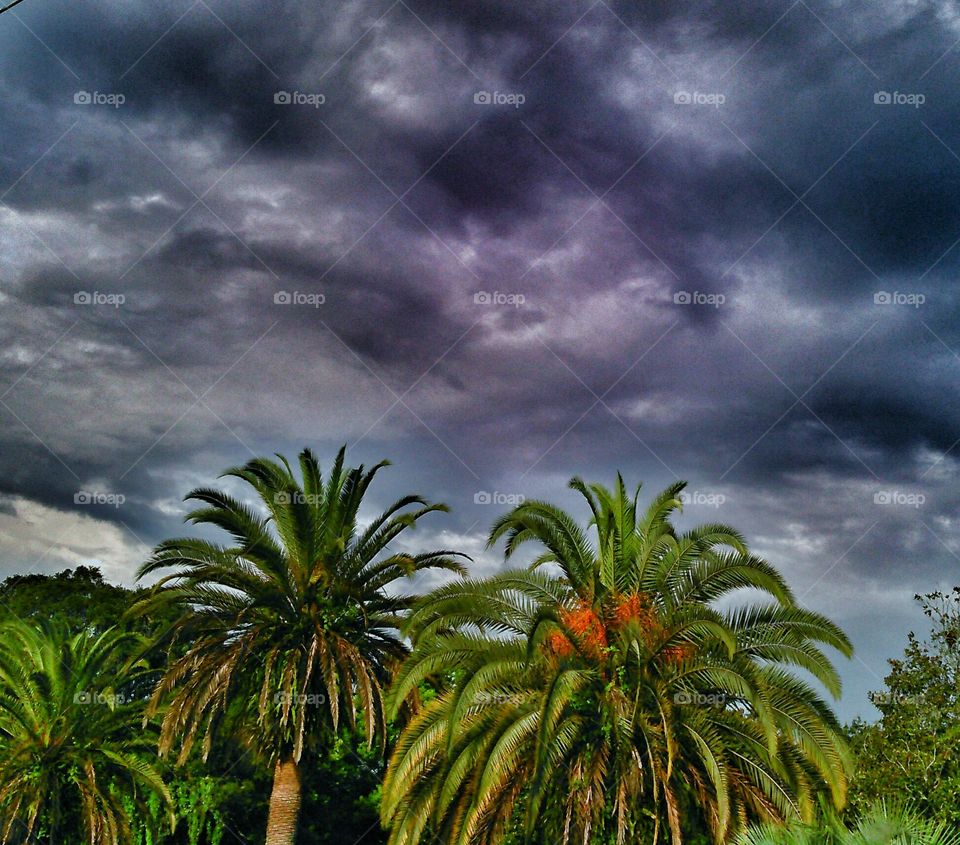 Florida storms and palm trees. Typical afternoon storms and Florida palms