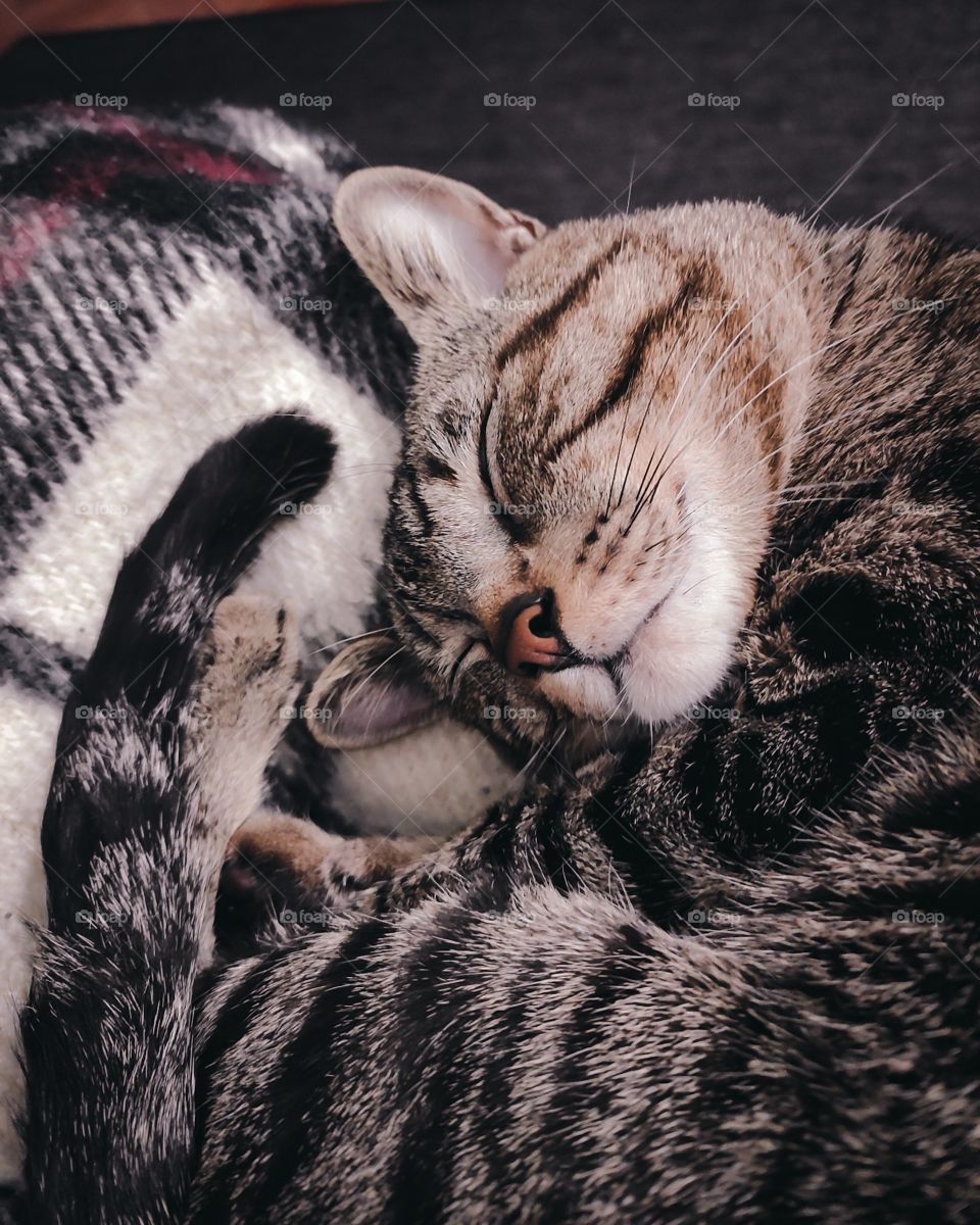 Cat sleeps on the couch