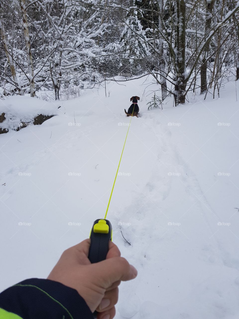 dog with flexi leash