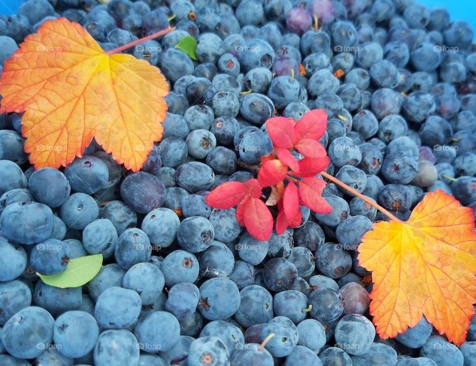 Ягодки из тундры