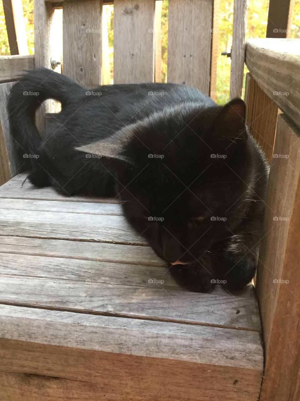 Black cat
