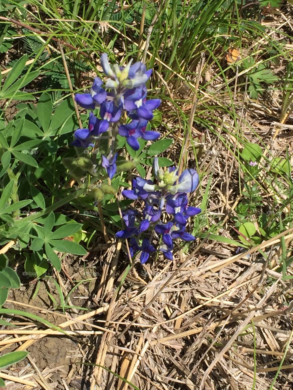 Bluebonnets