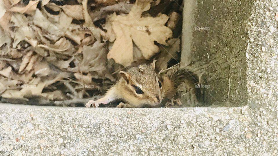Darling little baby chipmunk playing by climbing walls and playing in windowsill! 