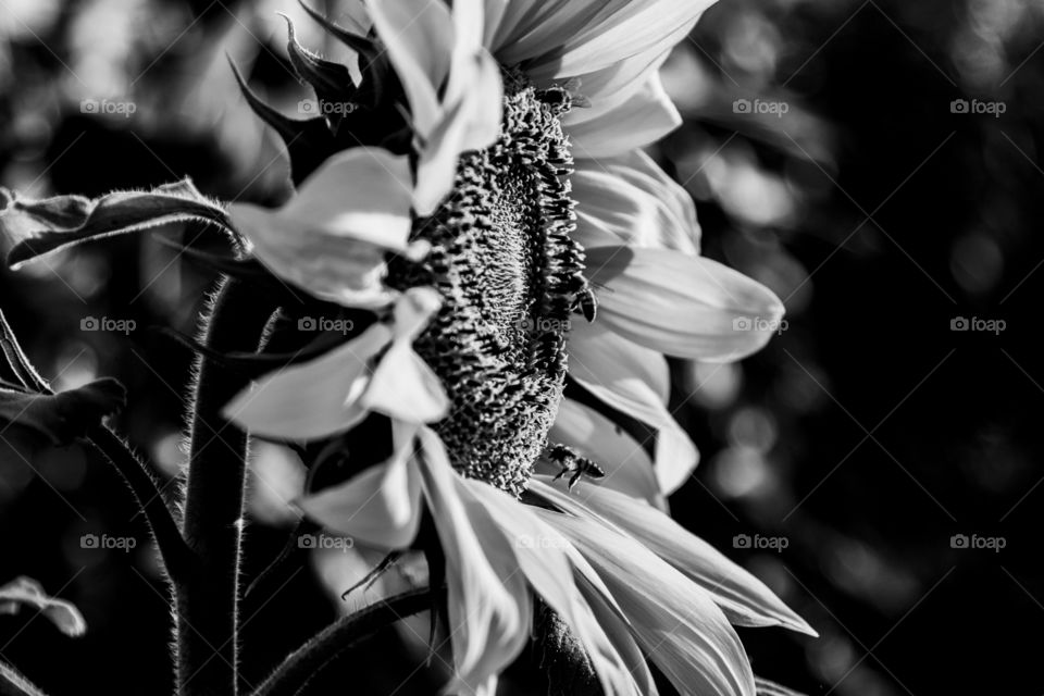 Girassol com abelhas coletando pólen e em preto e branco