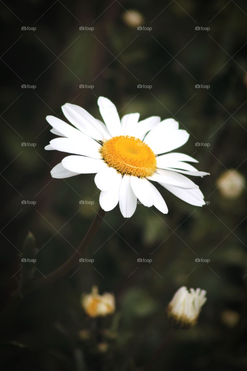 Daisy, a small and beautiful flower
