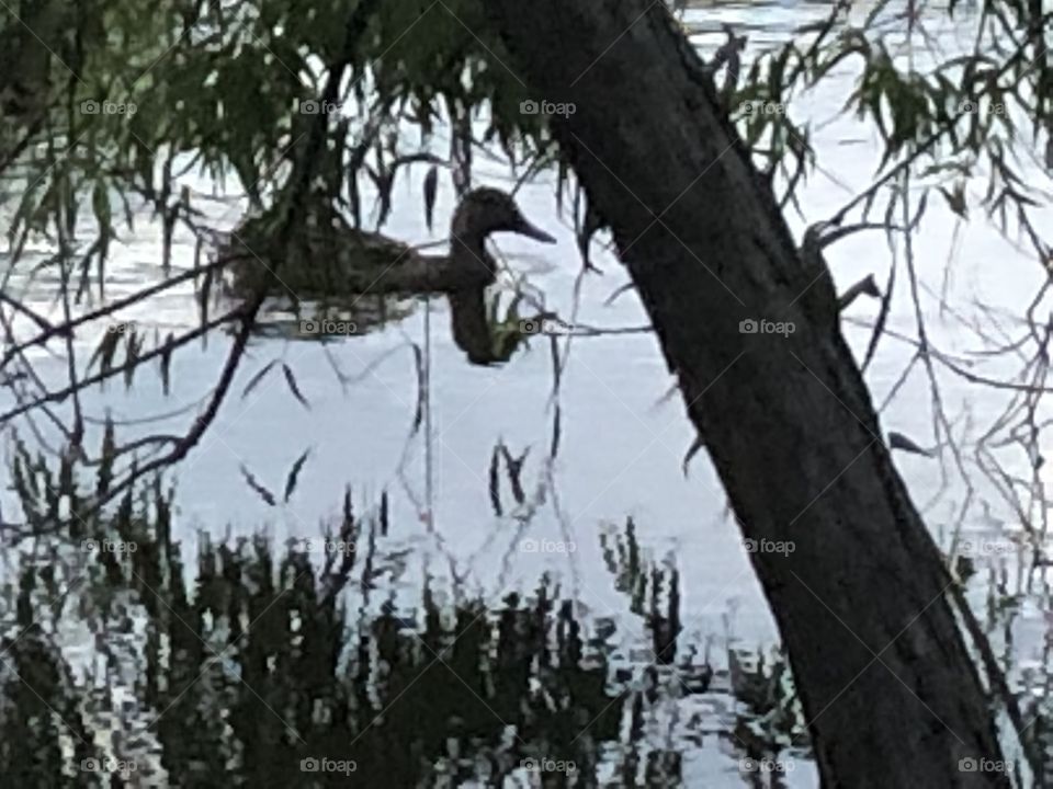 duck on lake in evening