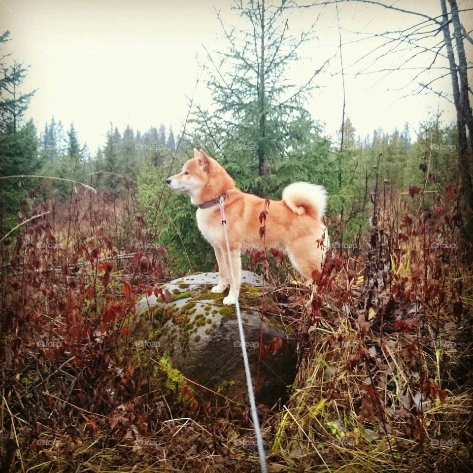 Shiba in the forest