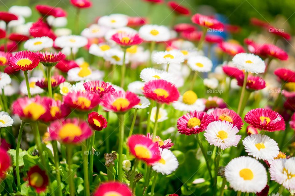 white and red Flowers in garden