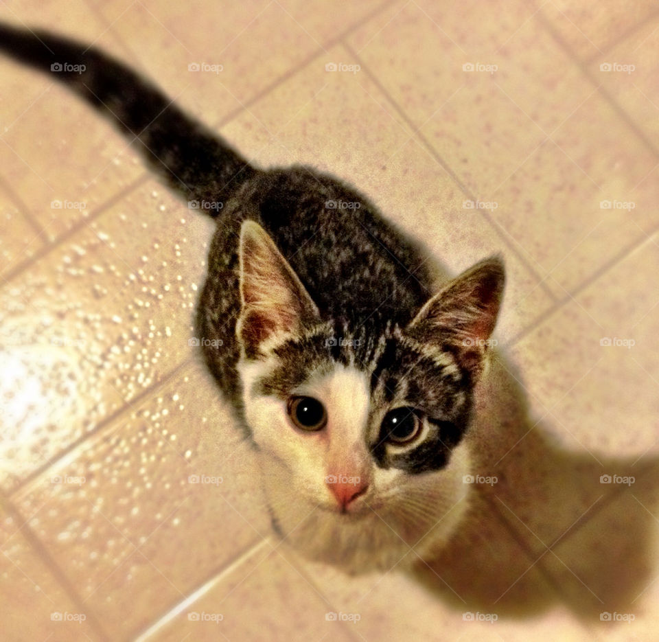 cat curious adorable buddy by stykellee