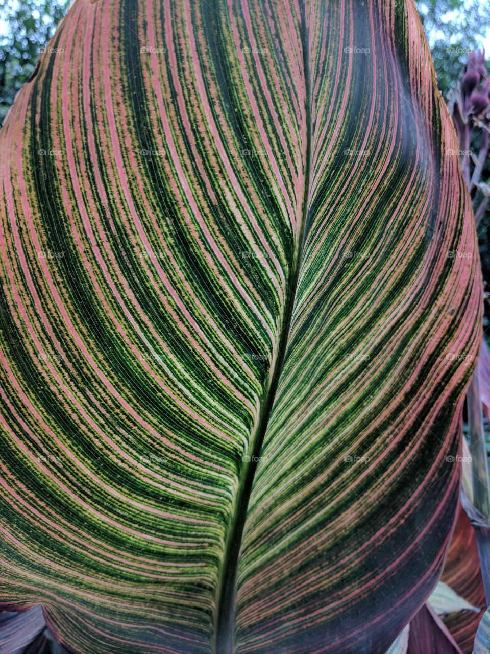 Canna x generalis leaf