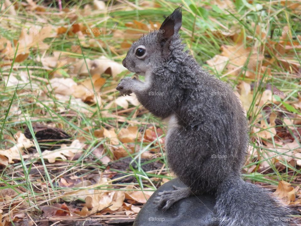 Squirrel eating acorn