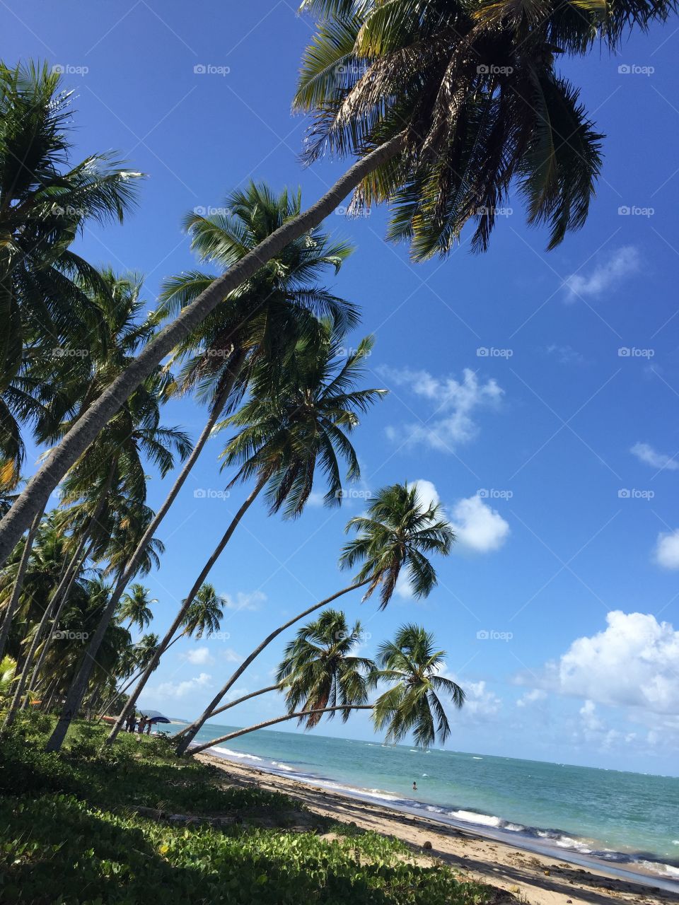 Paradise Beach and coconut at Patacho Beach in São Miguel dos Milagres, Alagoas, Brazil