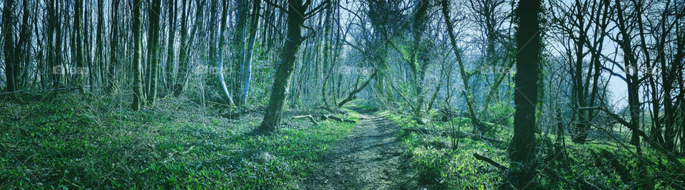 Woods in Kent UK