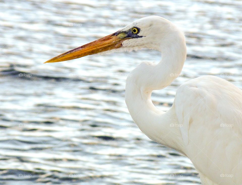 Crane, Florida Keys