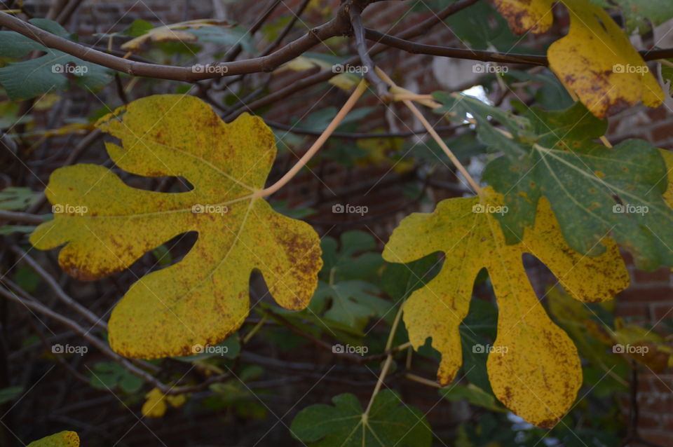 Color Yellow