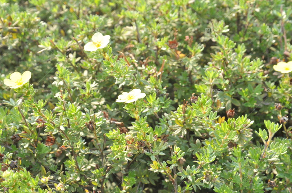 Bush close-up