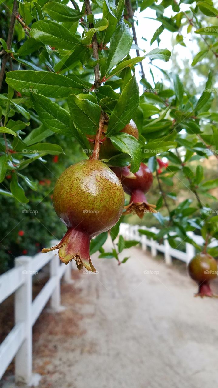 Pomegranate trail