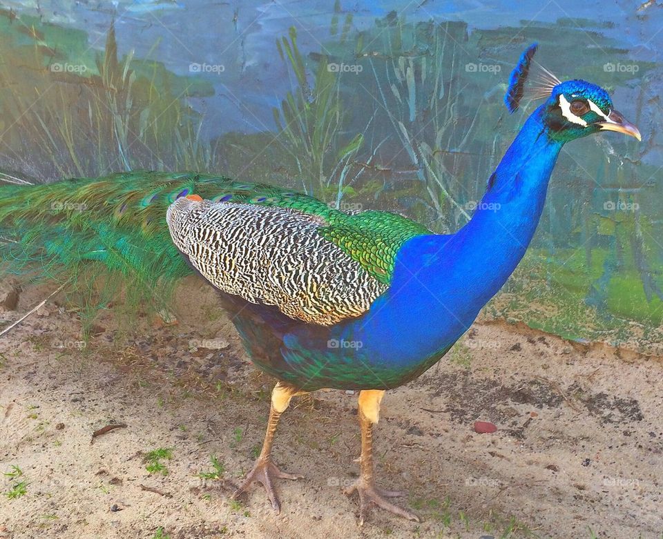 Peacock