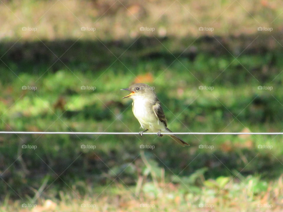 Wildlife, Bird, Nature, Outdoors, Animal