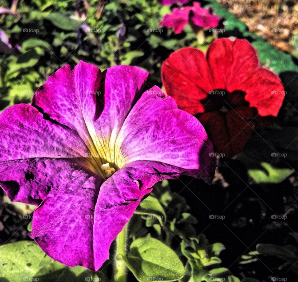 Pretty Petunia