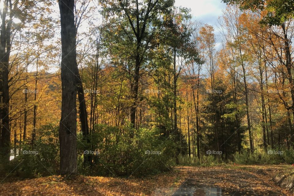 Fall, Wood, Leaf, Nature, Dawn