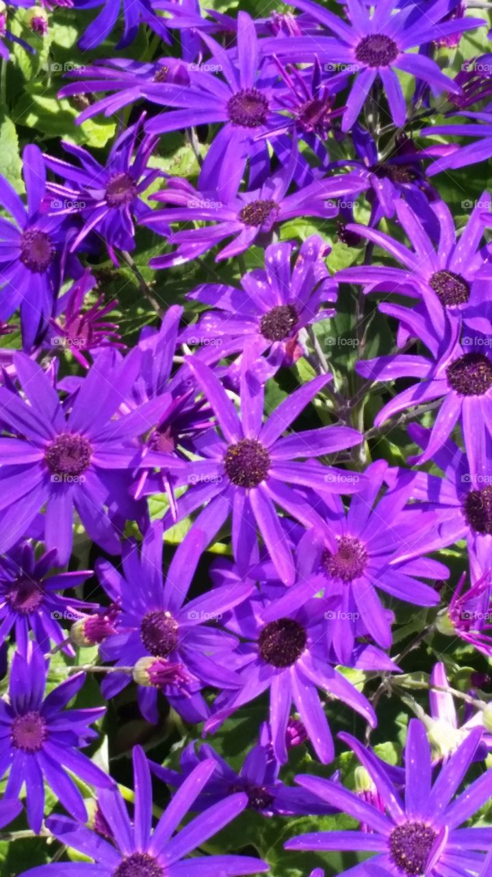 Senette lavender flowers