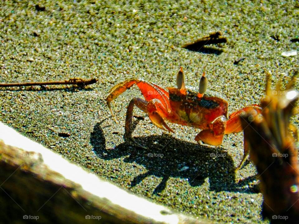 Costa Rican Crab Bandit