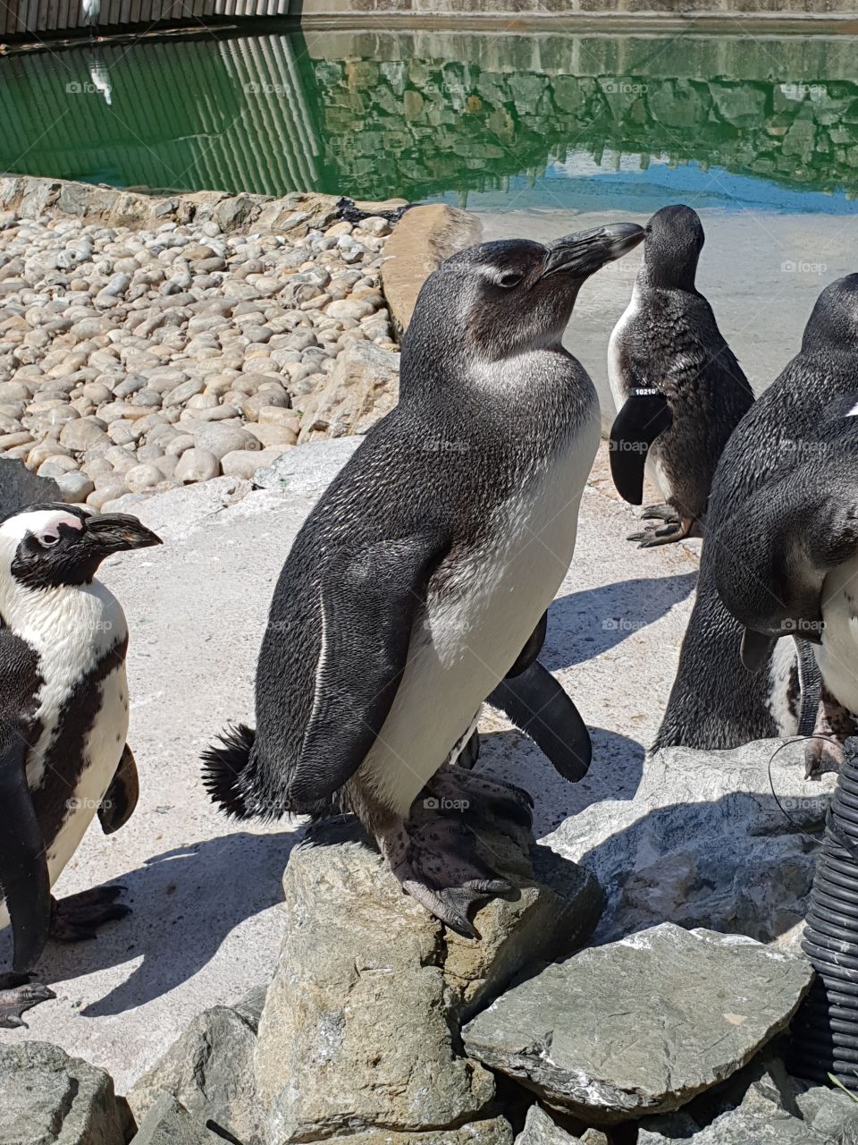 Penguin posing