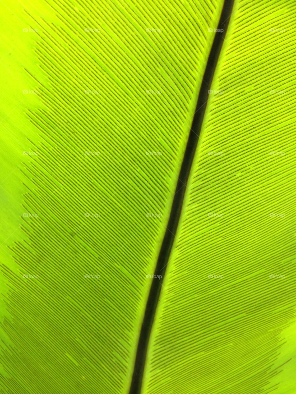 Close up of the bottom of a fern leaf in the botanical garden, Singapore. 