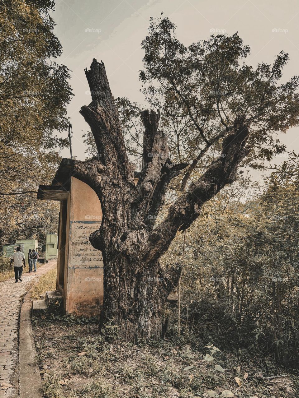 Vintage photography - Tree - Retro style 