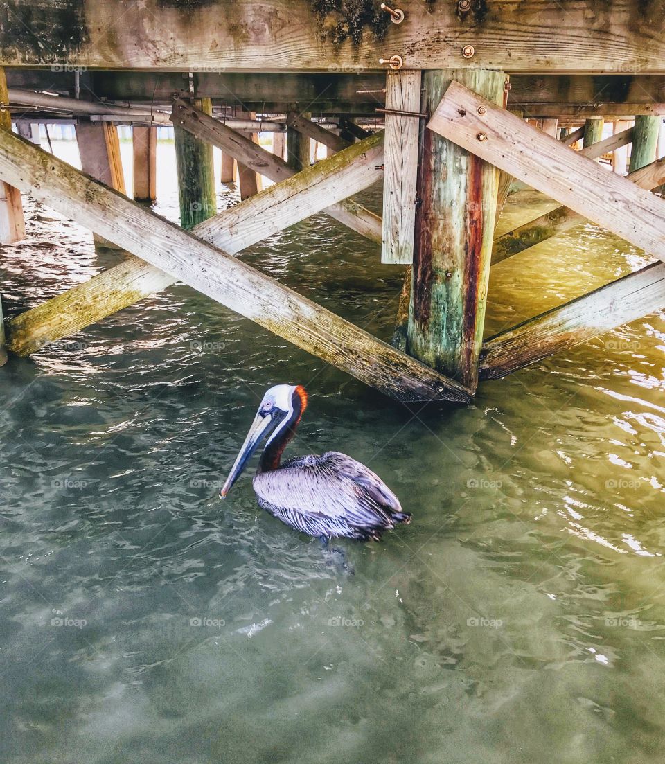 With fresh catch being cleaned on deck, pelican circling below