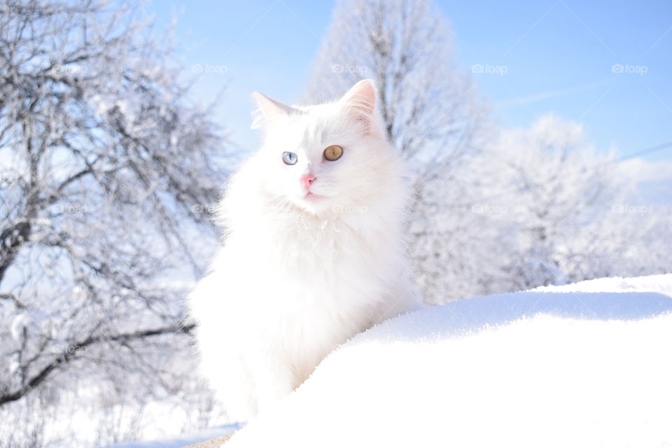 beautiful white cat in snow