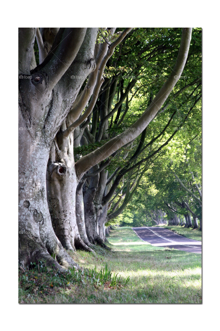 kingston lacy dorset. trees road lane by 123smaller