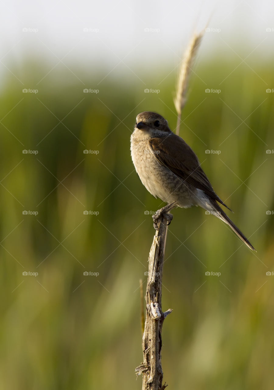 Red-backed Shrike (Lanius collurio)