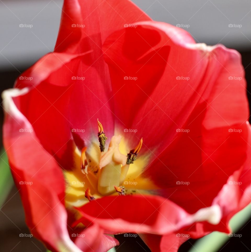 Tulip