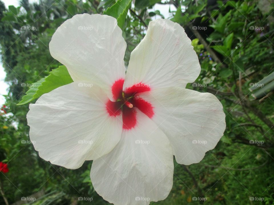 White Hibiscus