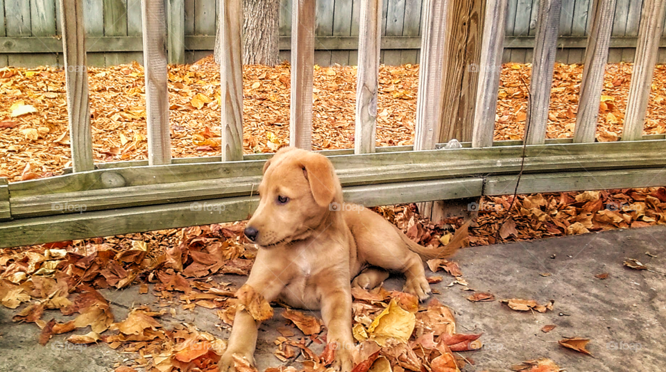 golden puppy laying in gold and orange leaves in the fall