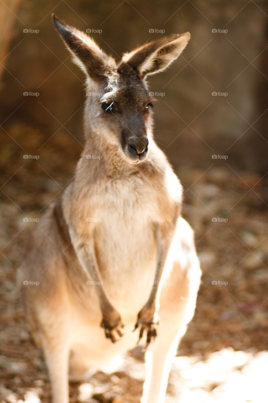 Kangaroo