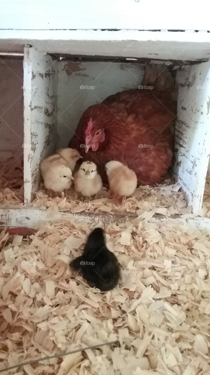 The chicken family.
