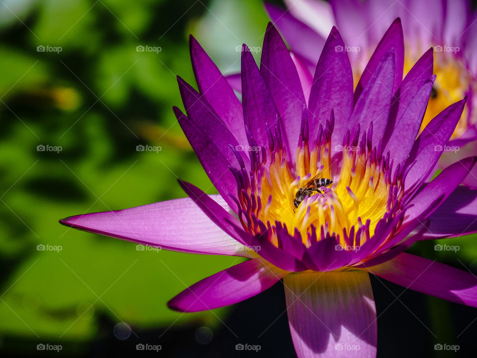 Bee in lotus flower