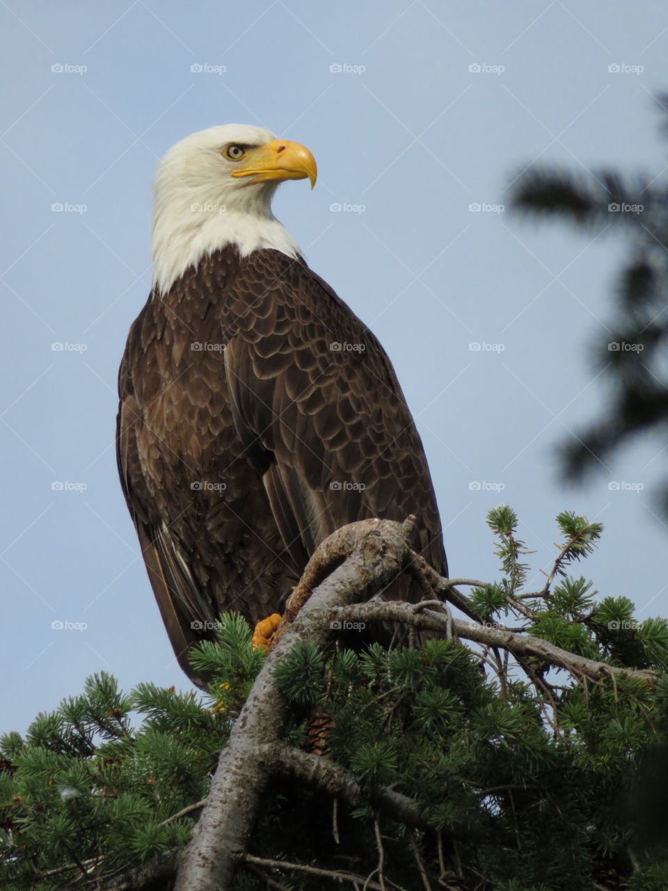 Bald eagle