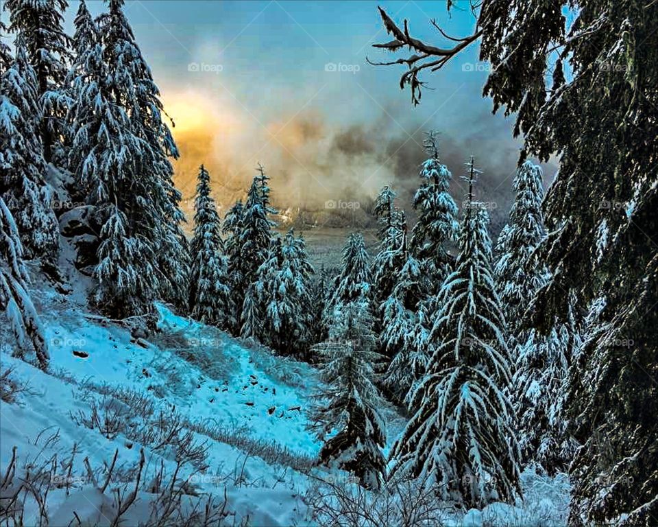 Frozen trees in winter