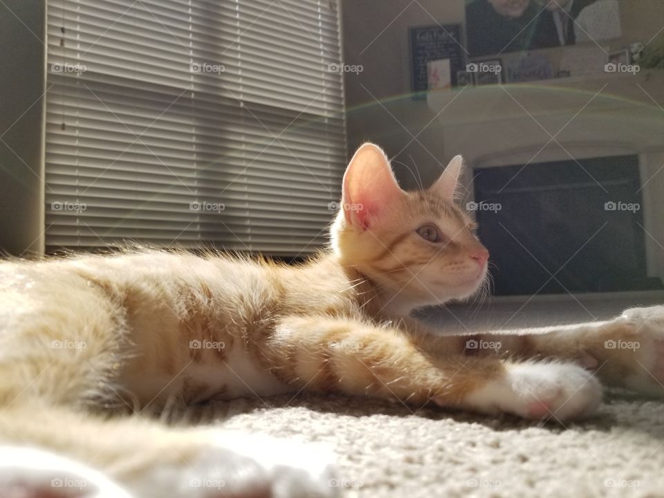 Sly kitten thinking about his next adventure.