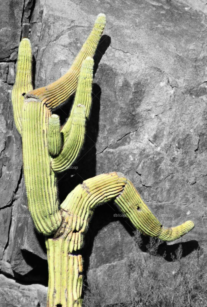 Saguaro rock climbing