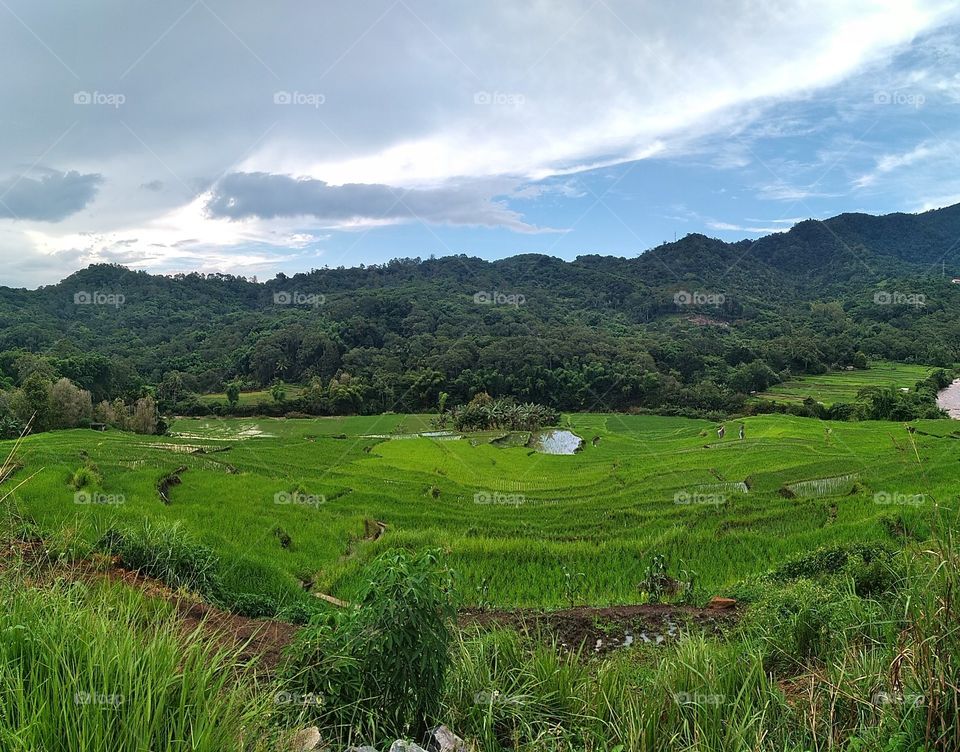 Detusoko Rice Field