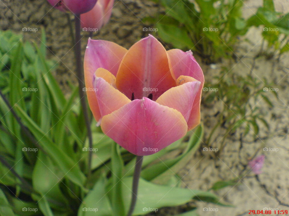 Tulip